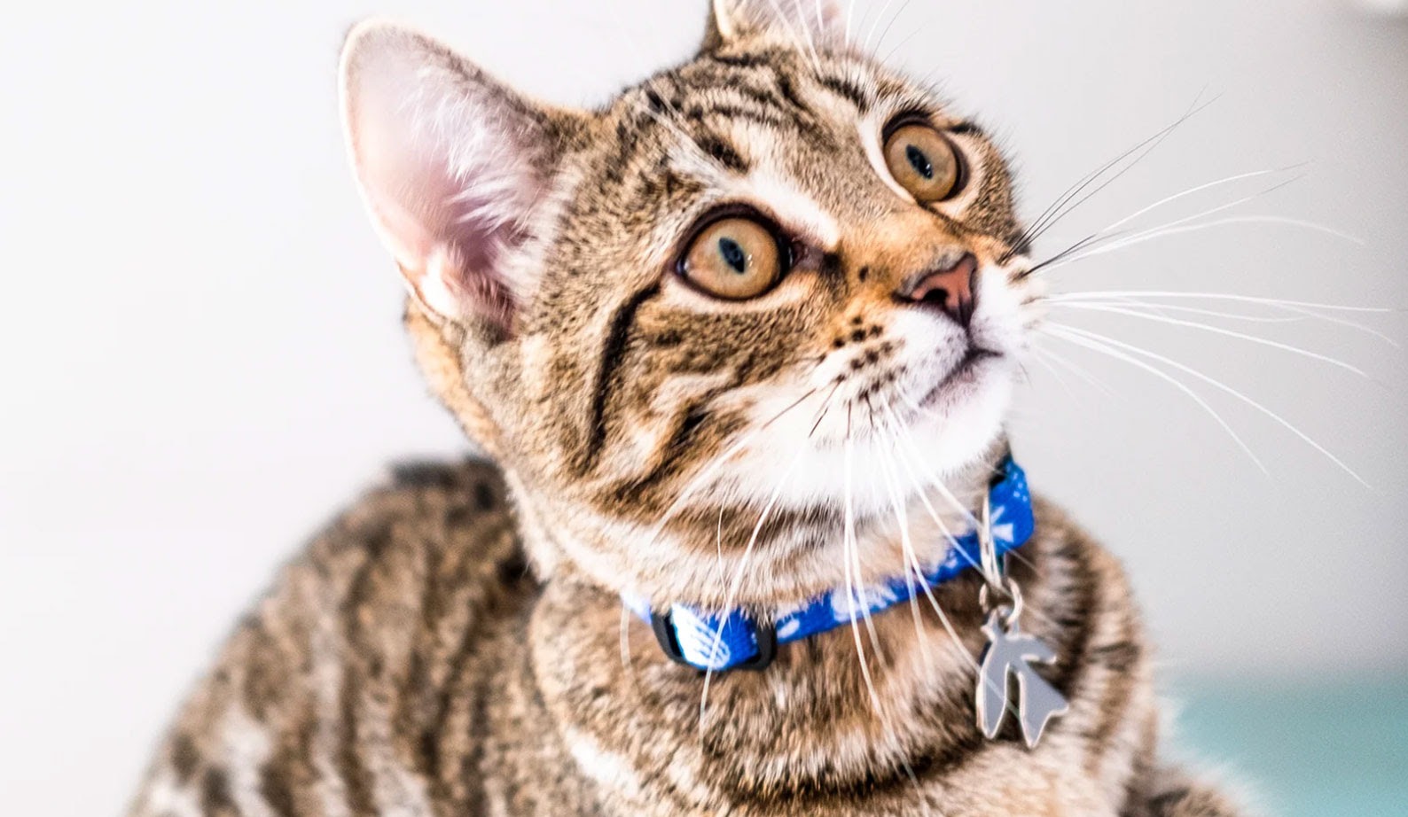 A wide-eyed tabby kitten in a blue collar, with one of Niaski's pieces hanging from it as a tag